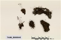 藏品(短葉苔屬)的圖片